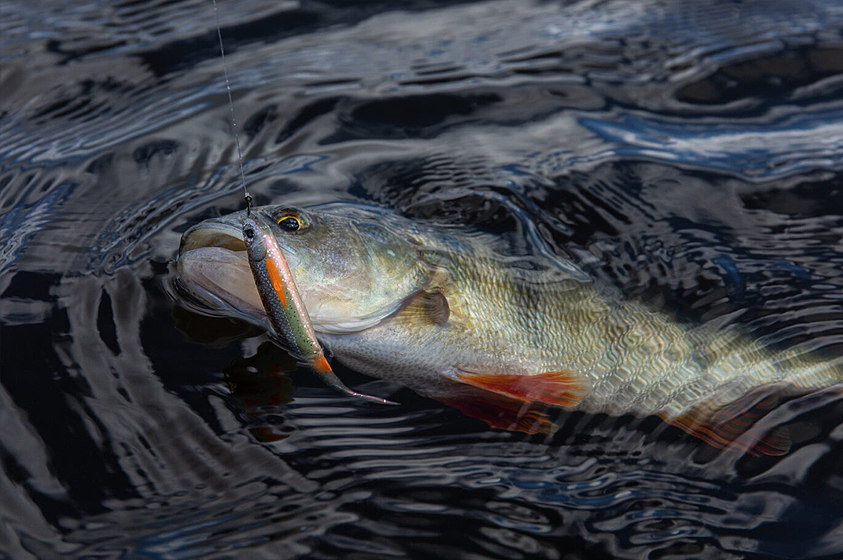 5 Tips voor Dropshot Succes!