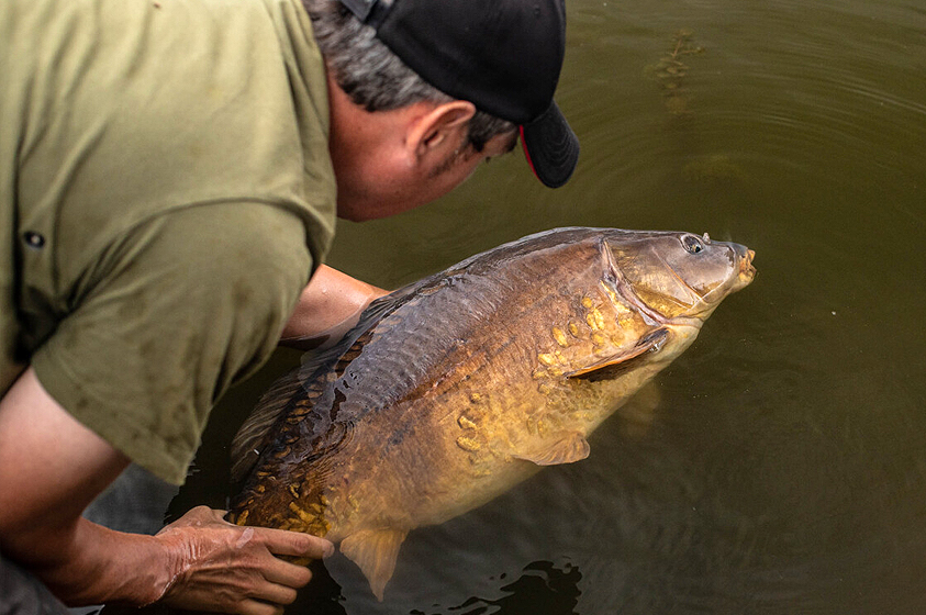 8 manieren om je Zigvissen te verbeteren!